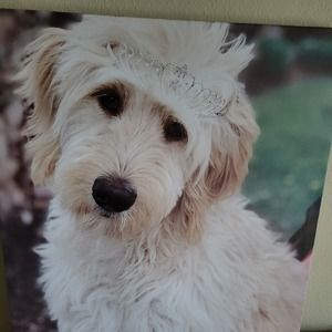 Meet your Posher, Lana